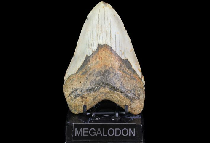 Large, Fossil Megalodon Tooth - North Carolina #75531